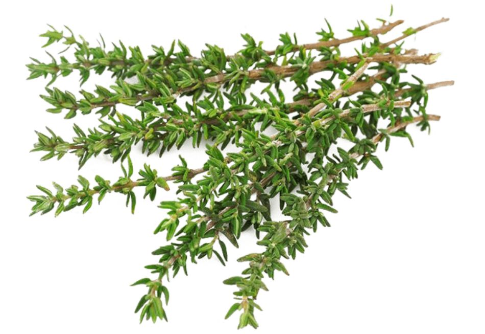 Чабрец: маленькое растение с большими возможностями для здоровья и кулинарии