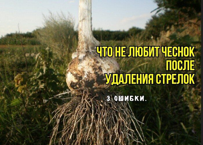 Ошибки в уходе за чесноком в июне: как не потерять урожай