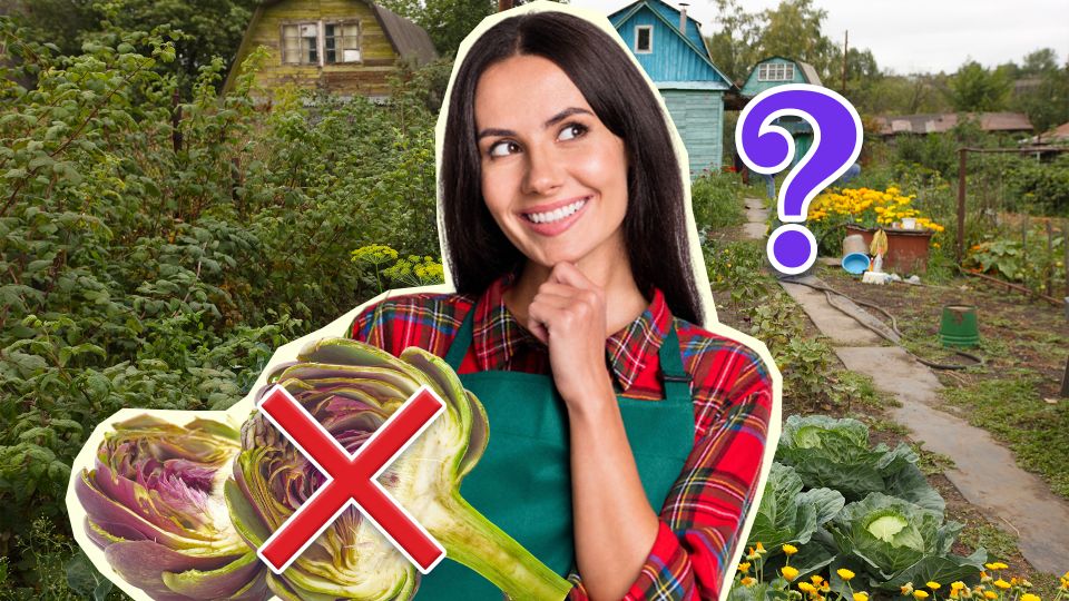 Это растение по вкусу не уступает артишокам: за ним даже ухаживать не нужно