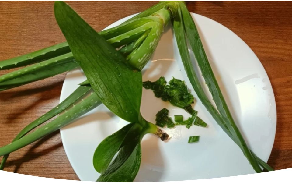 Польза сока алоэ для ваших растений