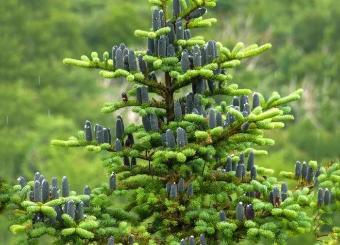 Целебная пихта: как она меняет наш сад и здоровье