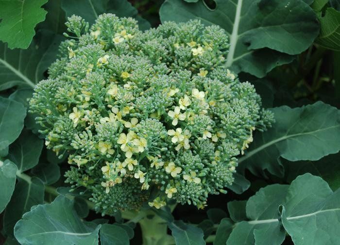 Как избежать цветения брокколи и вырастить богатый урожай