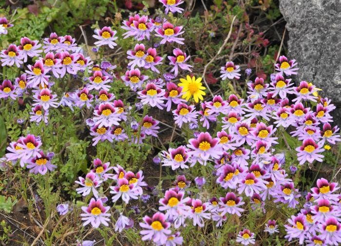 Садовый шедевр: Почему схизантус — must-have для вашего цветника