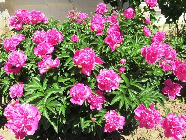 Загадка пересадки пионов: когда и как это сделать правильно