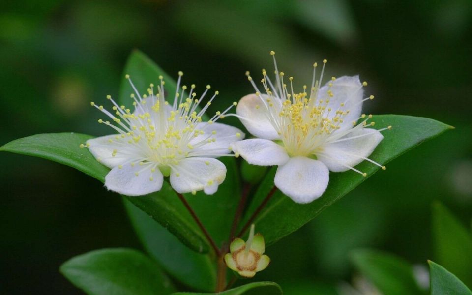 Мирт: уютный зеленый спутник вашего дома