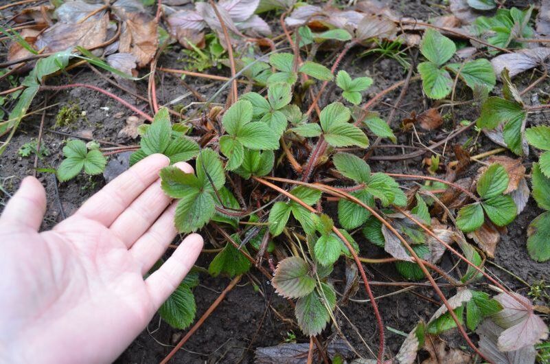 ����� ��������� ����� �� ���������: ��� �������� �������� ������ ����