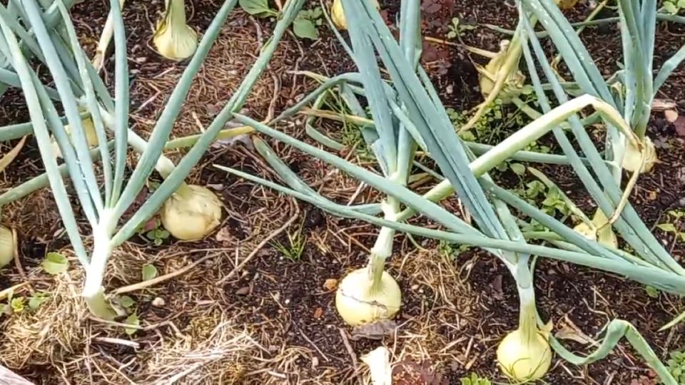 ��� ������� ��� ����� ������� � ������: ������� �������� ���������