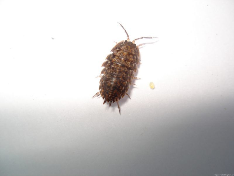 ��� �������� �������: ������� ��� �������� ������ � ����������� ��������