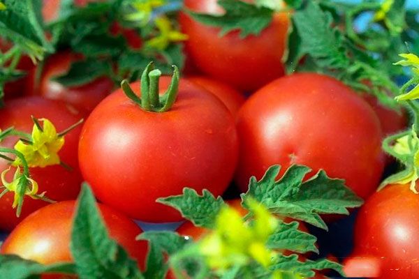 ������ �����: ������� ������ ��� ����������� � ��������� ������ ������