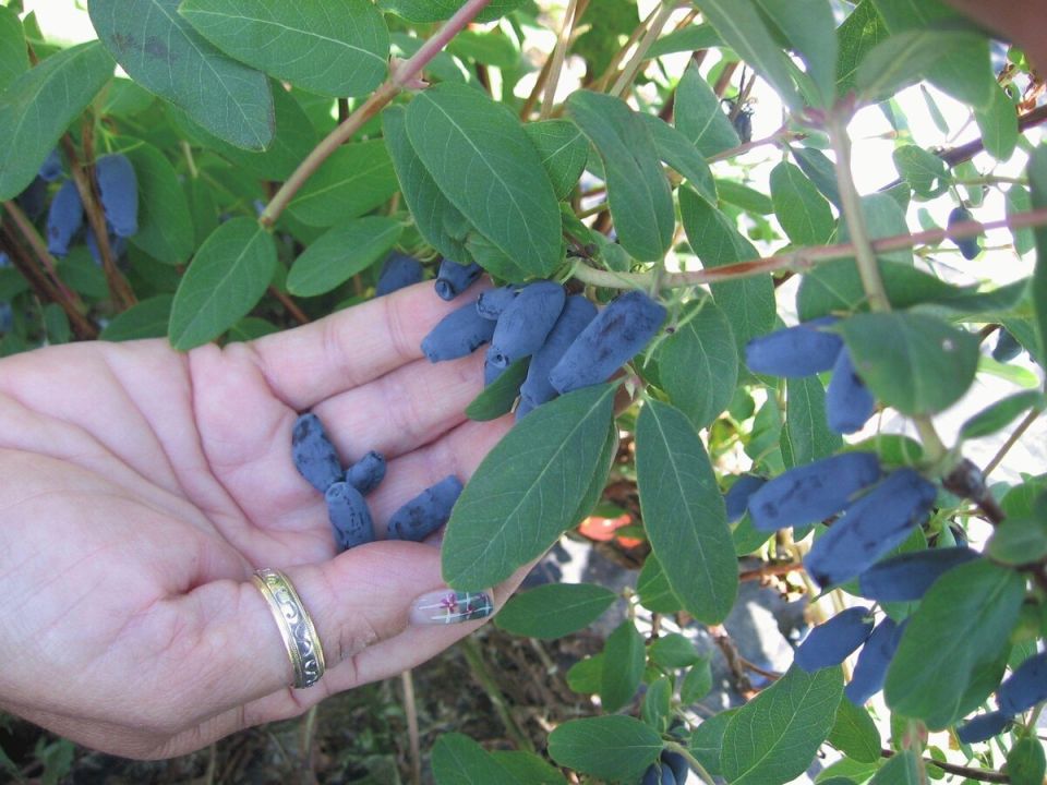 ����� �������� ��������� ����� ����� ������: ������� ��������� �����