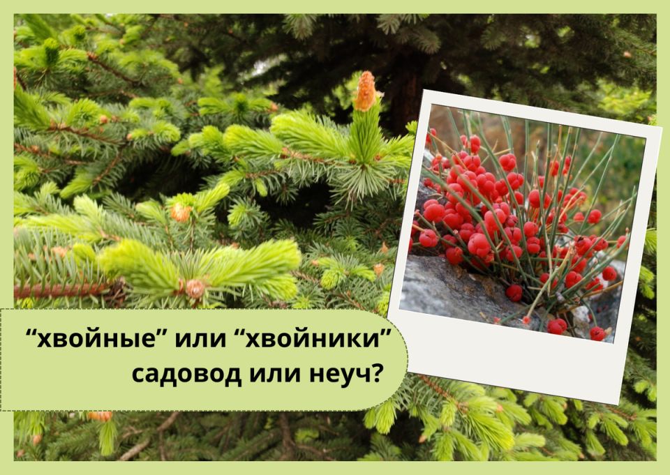 Хвойные или хвойники: в чем разница и почему это важно знать