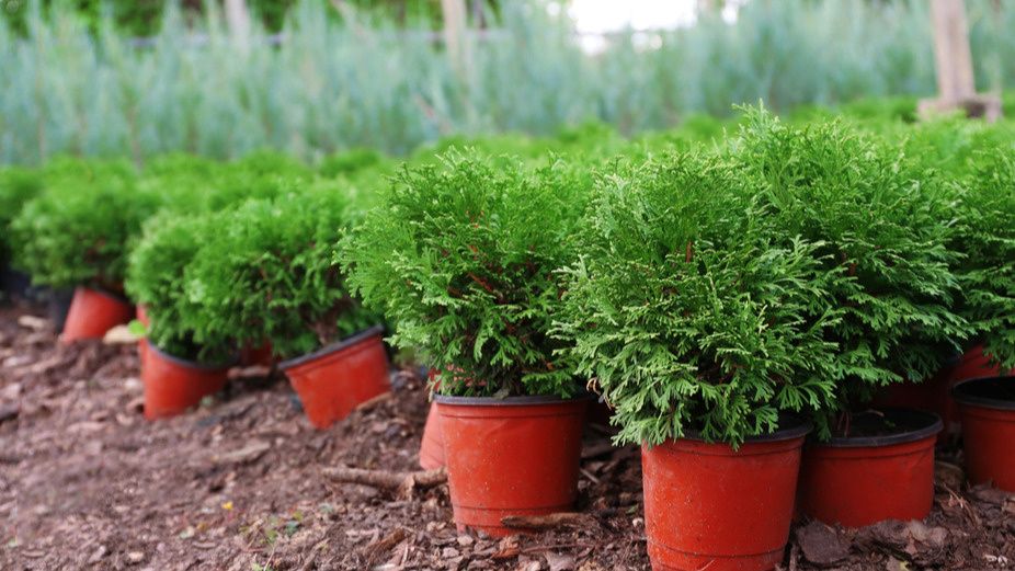 �������� � ��������� ����� ��� ������� ����� ��������: ��� �������� ������