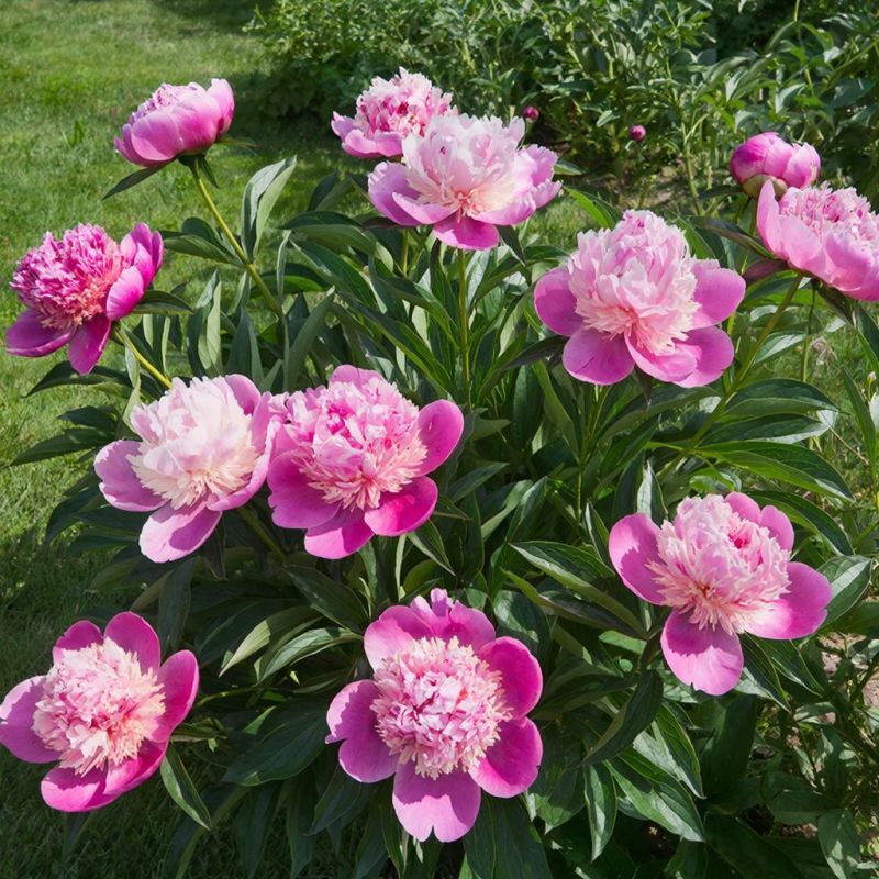 ������ ���� ����� ������ ����, � ������ ������ ������: ������� �������