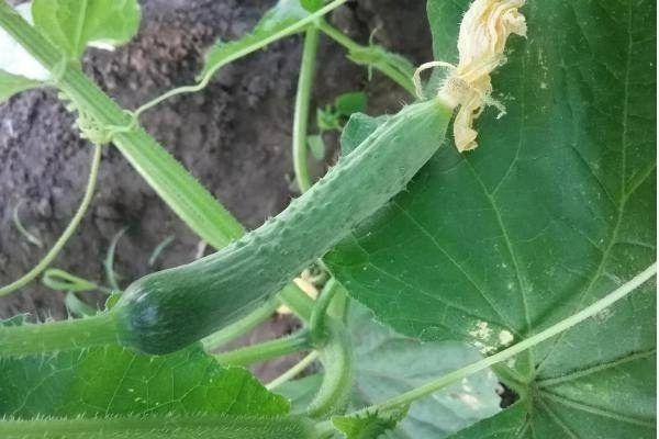 ������ ����������: ��������� ����� ��� ��������