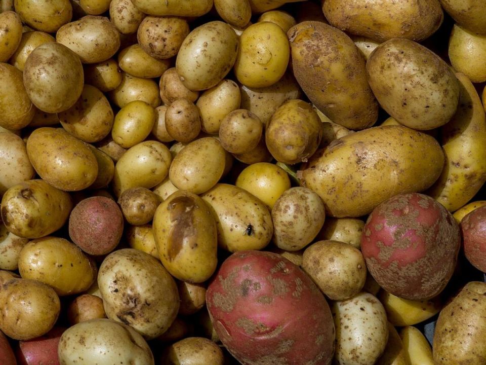 Как вырастить картошку размером с кулак — секреты успешного огорода