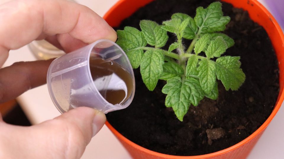 Янтарная кислота: секрет здоровой рассады и крепких растений