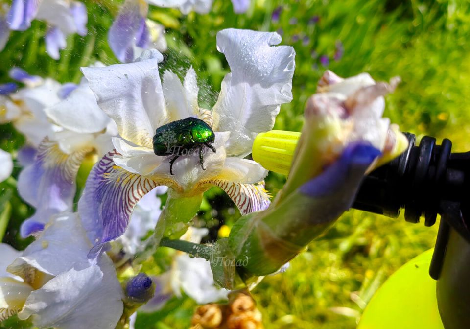 Как защитить цветы от жуков: простые и эффективные методы