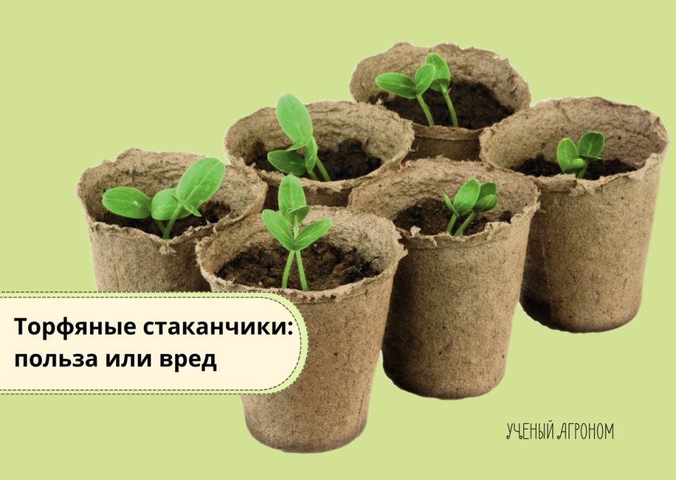 Торфяные стаканчики: полезный инструмент или источник проблем для садоводов?