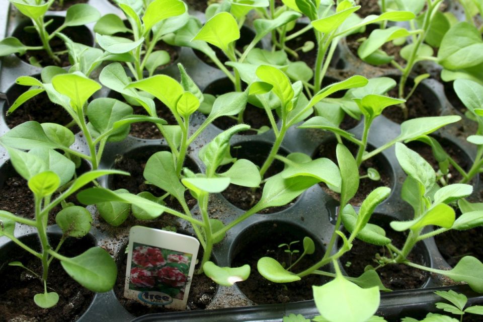 ��� ������� ������� ������� ����, ���� ��������������� �������