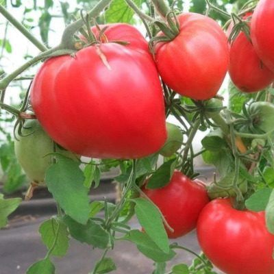 Клубничный тяжеловес: крупноплодный томат с сердцевидной формой и стабильной продукцией