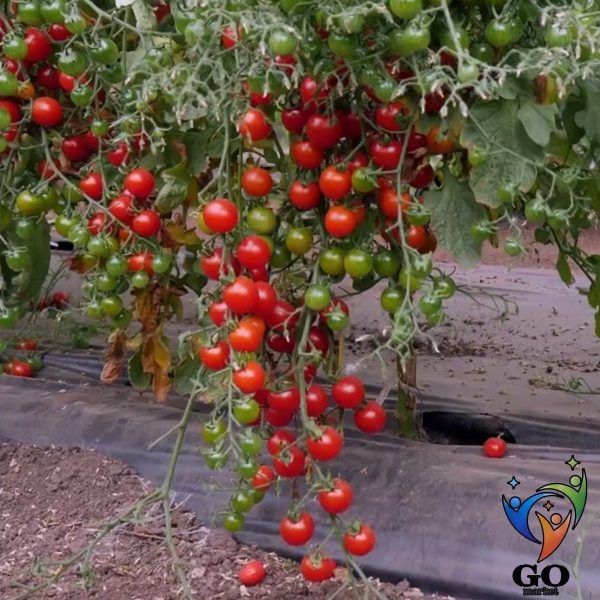 Томат Каскад рябиновый: спокойная находка для теплицы и кухни