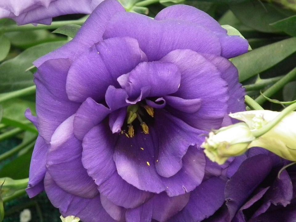 Январский посев цветов: как вырастить крепкую рассаду к лету