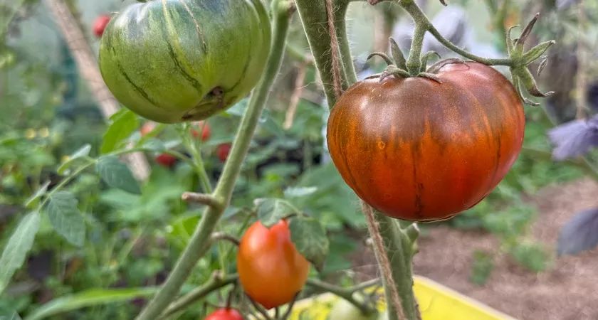 Моя тройка томатов на все сезоны: проверенные сорта без сюрпризов