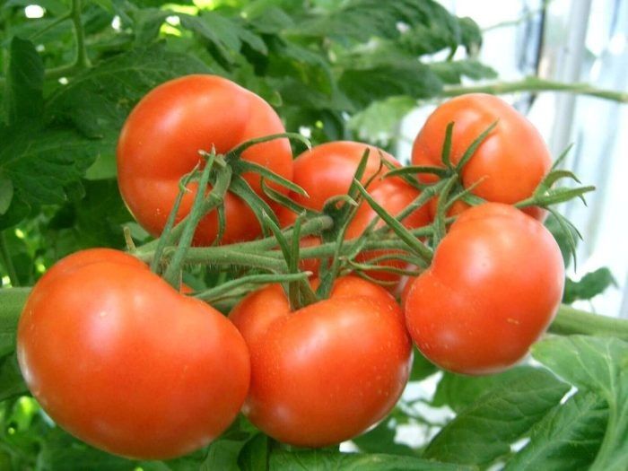 Томат Весна F1: ранний гибрид для дружной отдачи урожая в теплицах