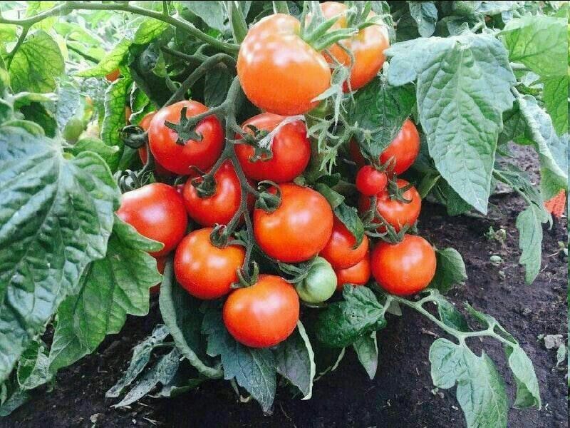 Как простой слой мульчи помог сделать томаты зелёными и урожайным в жару