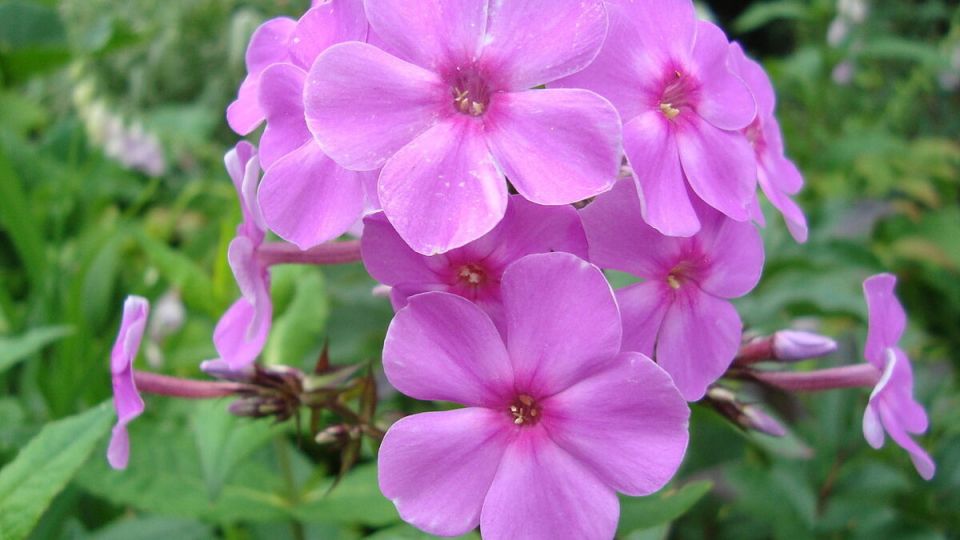 Флоксы на клумбах: Как сделать свой сад ярче и привлекательнее