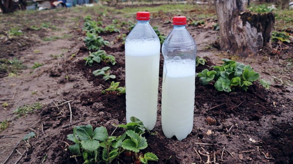 ��� ������������ �������� ����� ������: �������� ������ ��� ���������