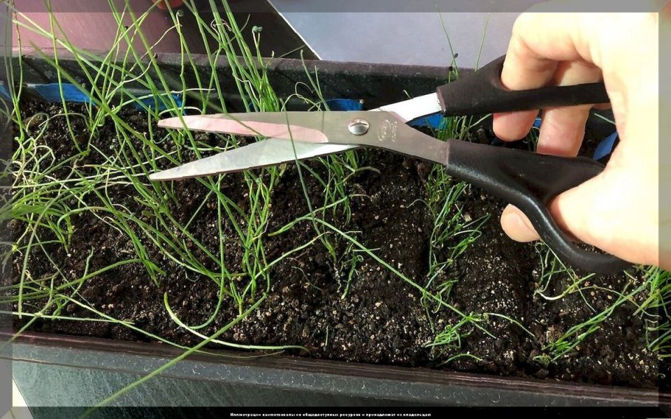 Секреты успешного выращивания рассады: ответы на самые важные вопросы