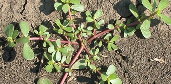 Скрытые сокровища: сорняки, которые могут изменить ваше здоровье