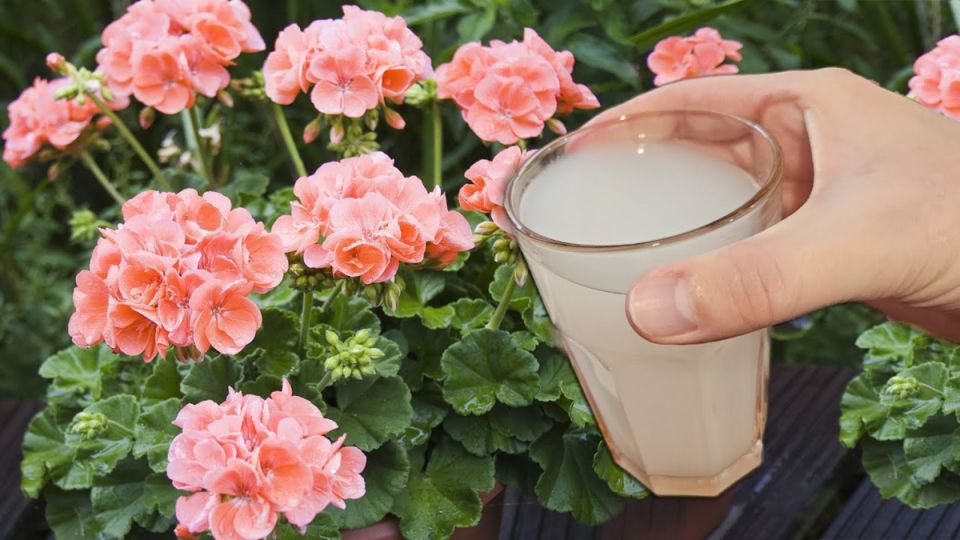 Как добиться пышного цветения комнатных растений зимой