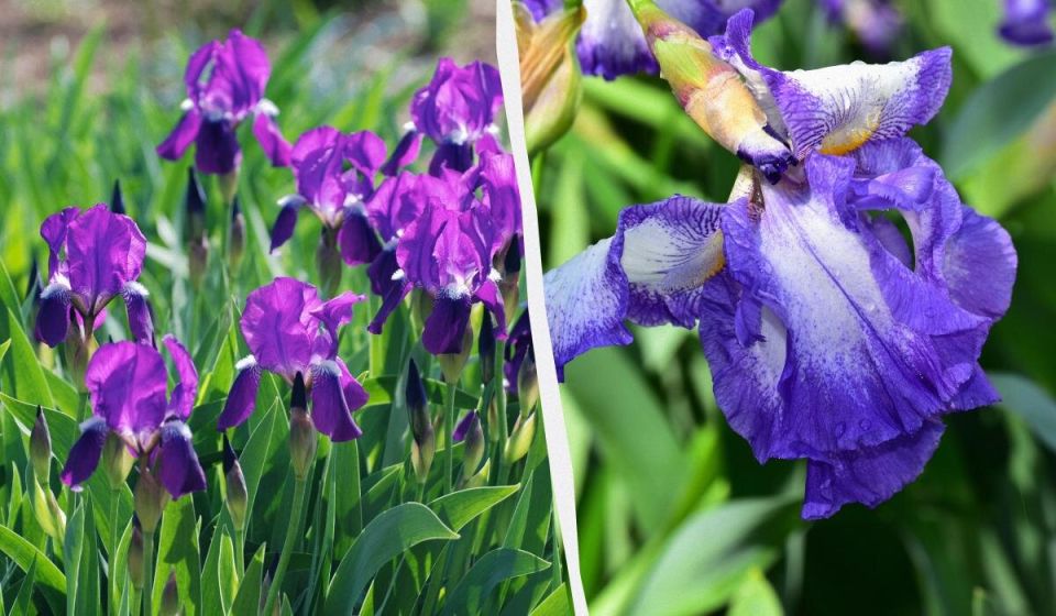 Спасение ирисов: секреты борьбы с опасной мукой