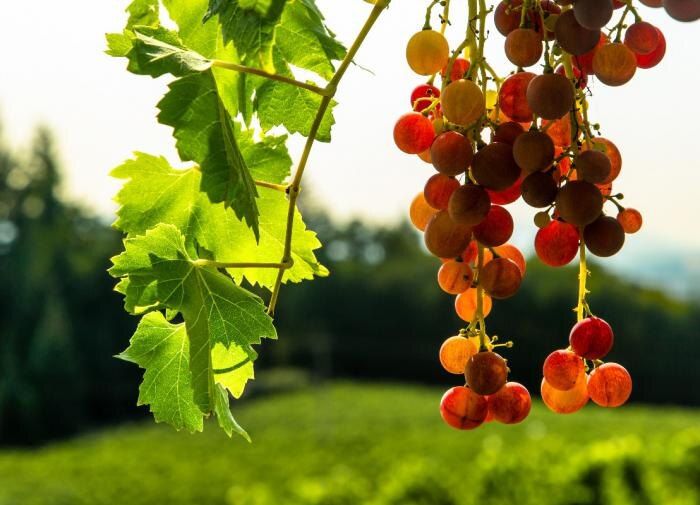 ��� ��������� �������� � ������ ������: ������ ������