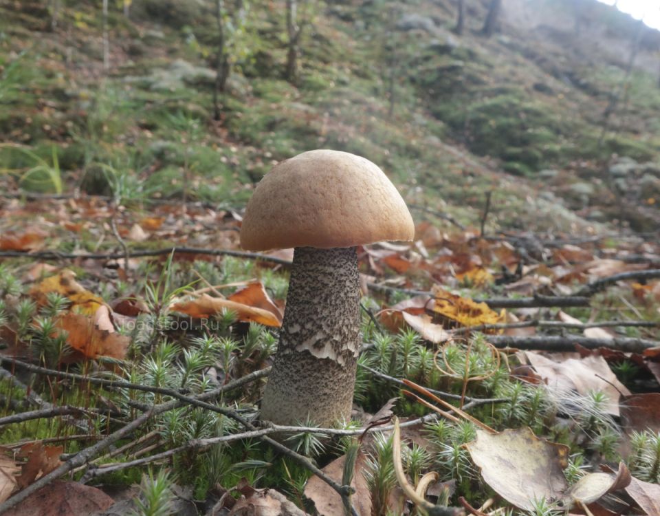 ����� ��������� ����� �������� �������: ������� ����������