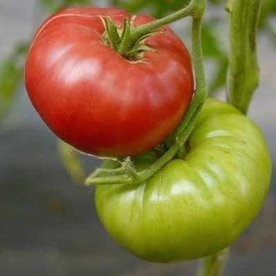 ����� ���������������: ����������� �������� �� �������