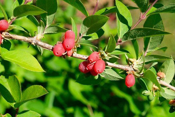 ��������� ��������: ��� ������������ ���������� �������?