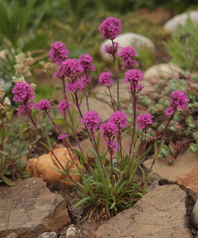 ���������� ������� �����������: ����� ������� ��� ������ �������