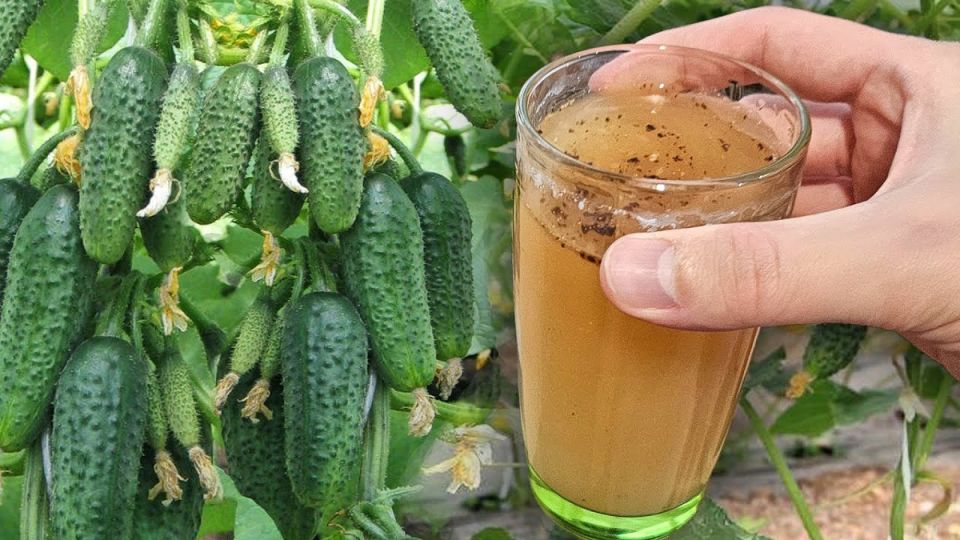 ��� ������� ������ ������� ��� �������: ������� ��������� ������