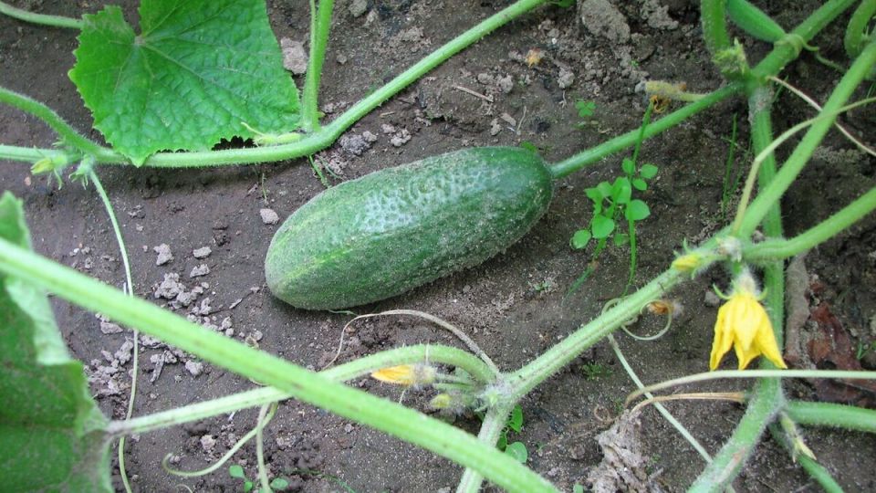 ��������� ������ ���������: �������� ���� ������ ����