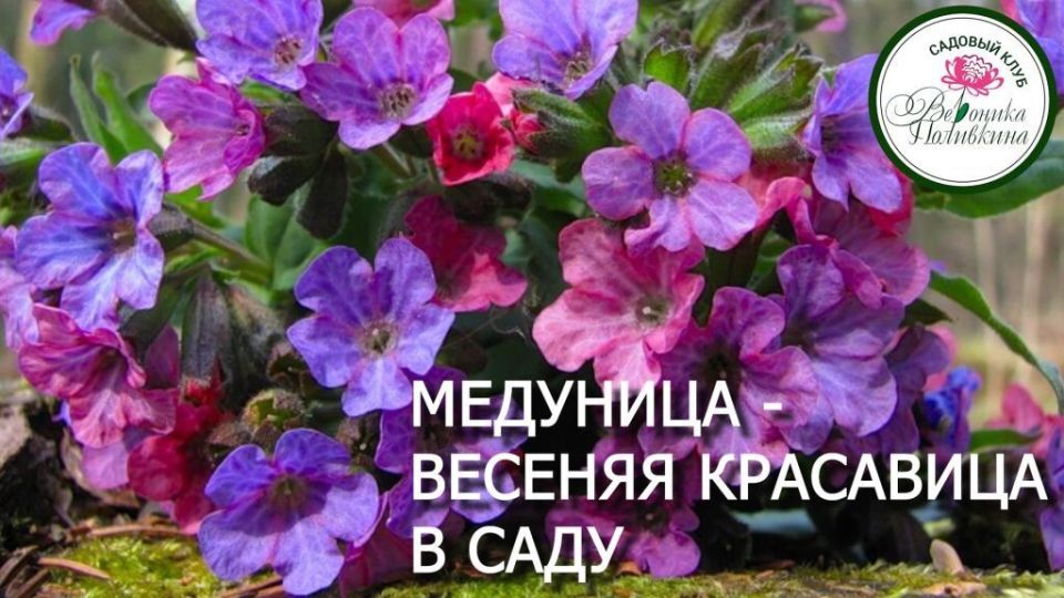 ����� �������� ���������, ����� � ���� ��� ���������� ��������