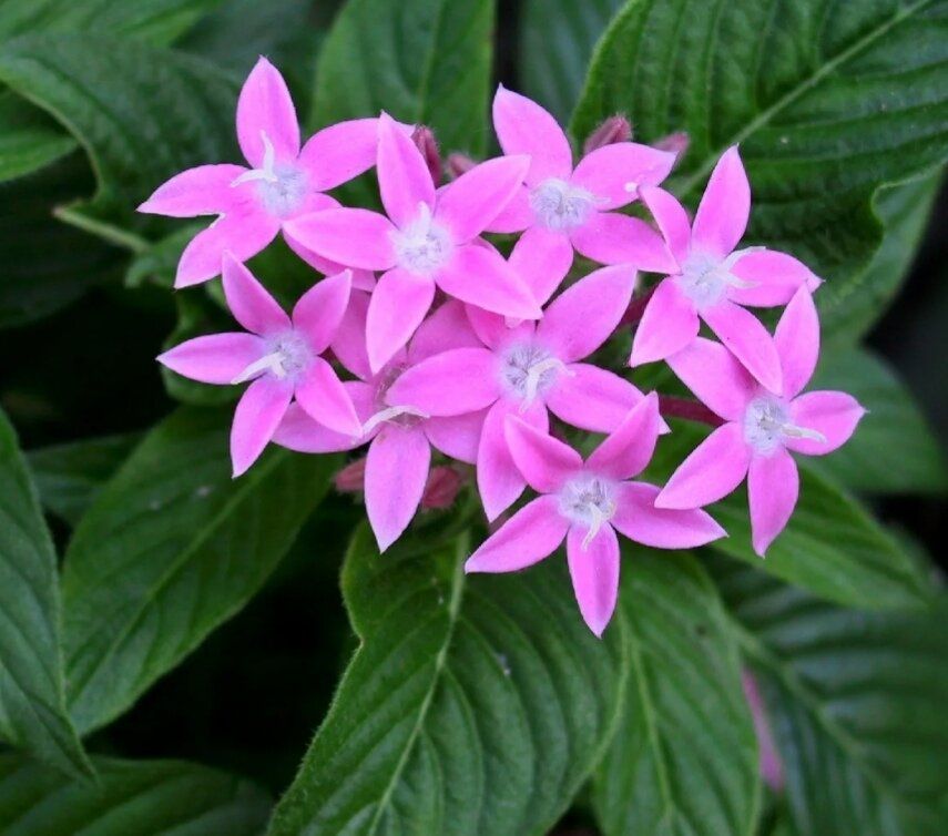 ������ �������������: ��������, ������� ������� ��� ��� � ���