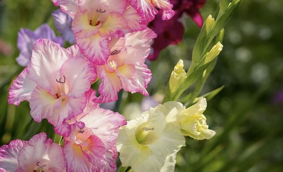 ����� ���������� ����������: 3 ������ ��������, ��� �������� �������