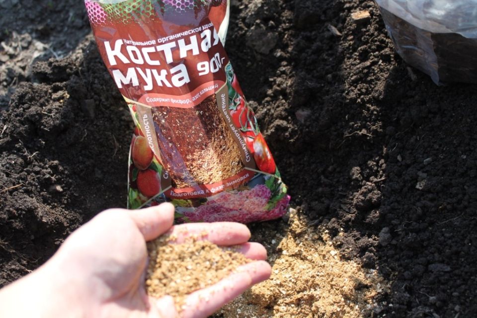 ������� ����: ������� ������������ ��������� ��� ������ �������