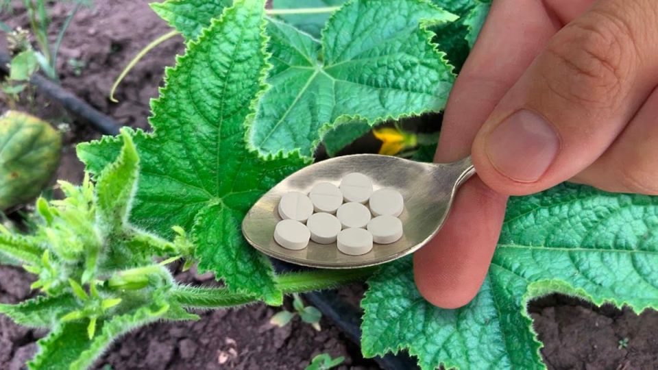 ������� ����� �� ��������, ������� �������� ������ ���