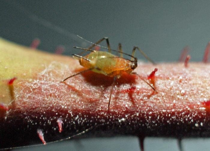 ��� �������� ���� ��� �� ���: �������� ��� �����