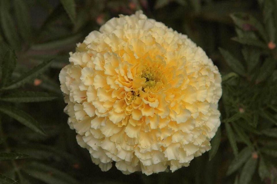 �������� '����� ������': ������� ����������� ����������� �����