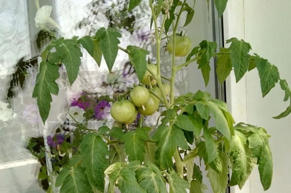 ������ �� �����������: ��� ��������� ������ ����� � ������ � ������ ����